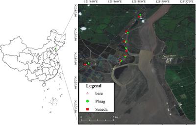 Vegetation Regulates Element Composition of Soils by Enhancing Organic Matter Accumulation in the Salt Marshes of Liao River Delta, China